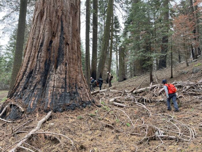 A crew member in a bright red vest walks across a forest floor strewn with dead branches, next to a scorched giant sequoia tree trunk
