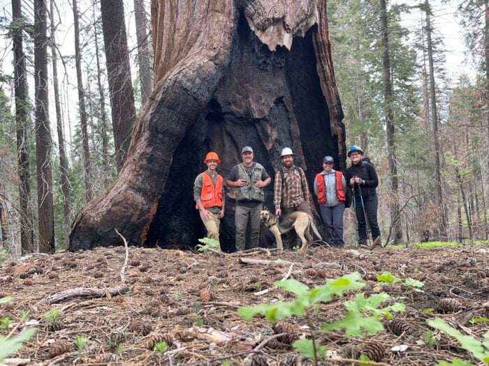 Five people, men and women, some in hard hats and vests stand with a dog at the base of a fire-singed giant sequoia
