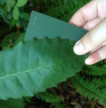 Tanoak leaf