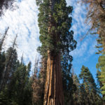 This spectacular tree is among Red Hill Grove’s 110 ancient giant sequoia. Photo by Paolo Vescia