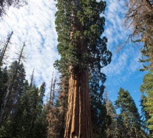 This spectacular tree is among Red Hill Grove’s 110 ancient giant sequoia. Photo by Paolo Vescia