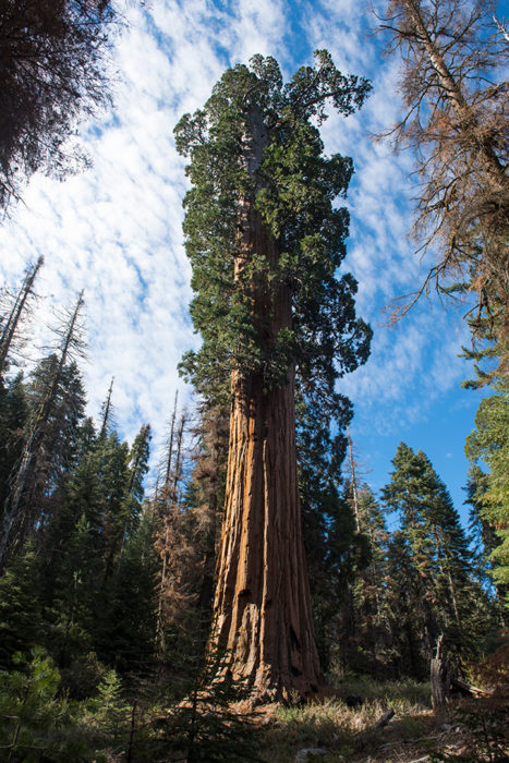 This spectacular tree is among Red Hill Grove’s 110 ancient giant sequoia. Photo by Paolo Vescia