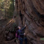 A giant sequoia in Red Hill Grove dwarfs a visitor. Public access to the grove is planned. Photo by Paolo Vescia