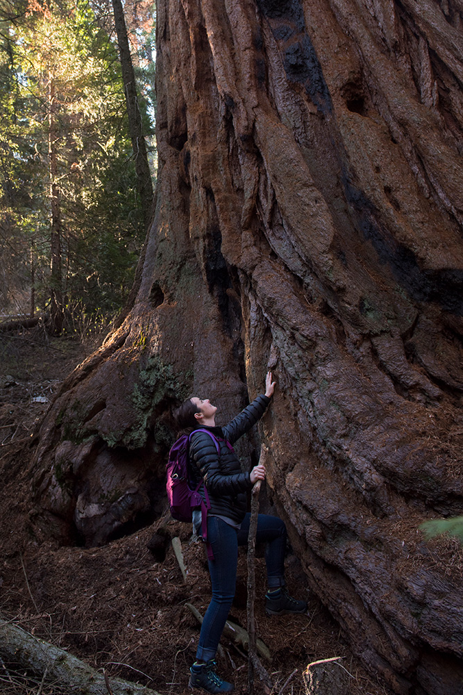 A giant sequoia in Red Hill Grove dwarfs a visitor. Public access to the grove is planned. Photo by Paolo Vescia.