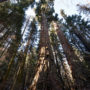 More than 100 ancient giant sequoia stand on Red Hill. Photo by Paolo Vescia.