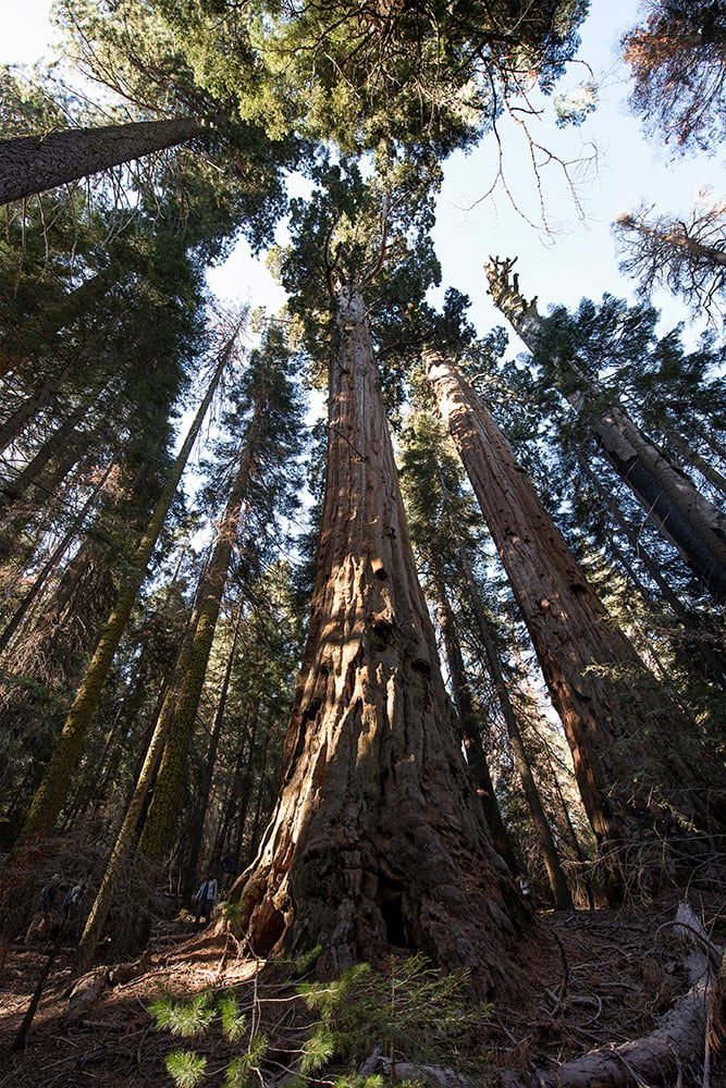 More than 100 ancient giant sequoia stand on Red Hill. Photo by Paolo Vescia.