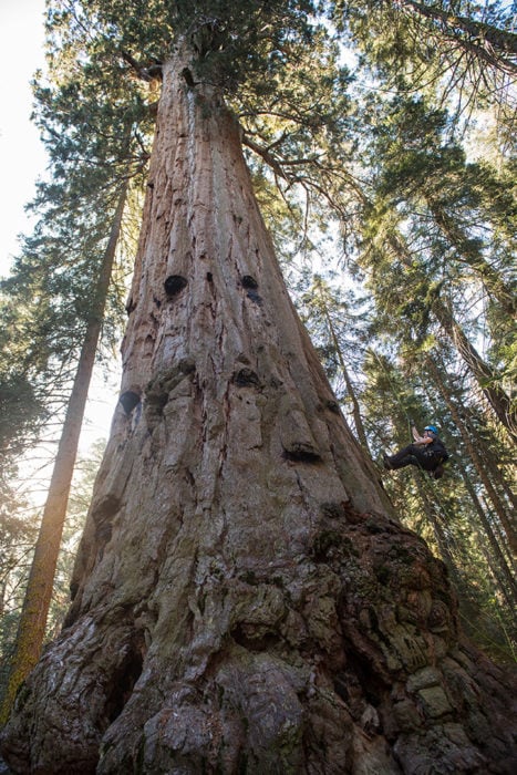 Forest Ecologist Stephen Sillett studies how a Red Hill giant sequoia is adapting to climate change.