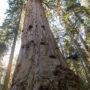 Forest Ecologist Stephen Sillett studies how a Red Hill giant sequoia is adapting to climate change. Photo by Paolo Vescia.