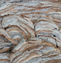 Paper wasp nest