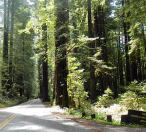 The Garden Club of America Grove, dedicated in 1934 in Humboldt Redwoods State Park.