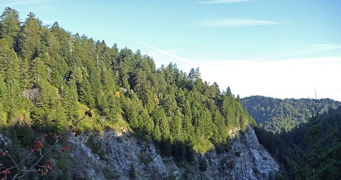 The League joined other conservation organizations in the Living Landscape Initiative to protect the San Vicente Redwoods (formerly CEMEX Redwoods) property.