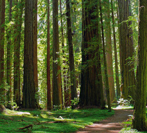 Save the Redwoods League helped establish the California state parks system, including Humboldt Redwoods State Park (pictured). Photo by renedrivers, Flickr Creative Commons