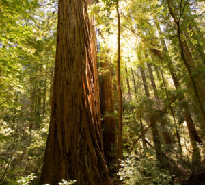 Peters Creek Old-Growth Forest. Photo by Paolo Vescia