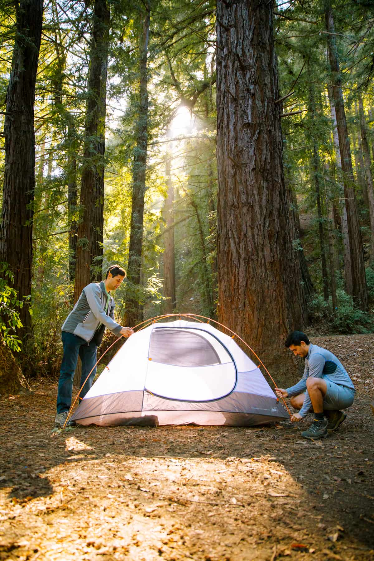Two young men in athletic clothes put up a camping tent at the base of a second growth redwood tree.