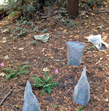 Mesh bags protect vulnerable plants.