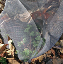 Wild strawberry plant.