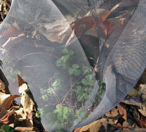 Wild strawberry plant.