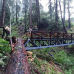 A fallen tree over the Pfeiffer Falls Trail caused damage to the new pathway.