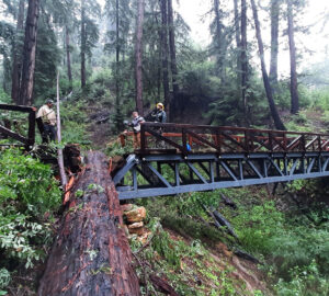 A fallen tree over the Pfeiffer Falls Trail caused damage to the new pathway.