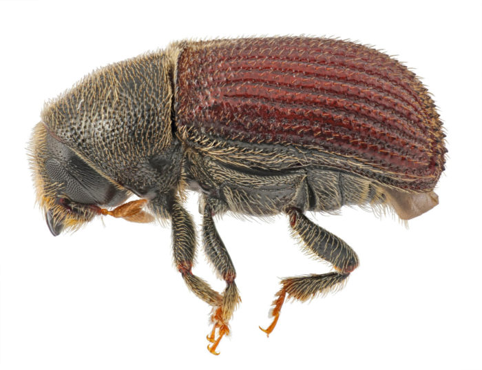 Close up of the bark beetle