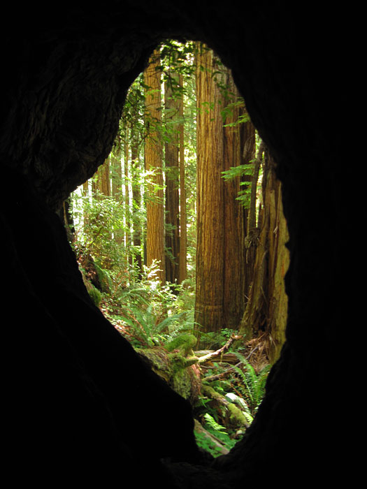 Kevin Citta's photo captures the view from within a redwood on Cal Barrel Road in Prairie Creek Redwoods State Park, winner of second prize in the 2013 Know Wonder Photo Contest.