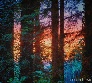 Robert Earle's 'Sunset Through The Redwoods', honorable mention in the 2013 Know Wonder Photo Contest.