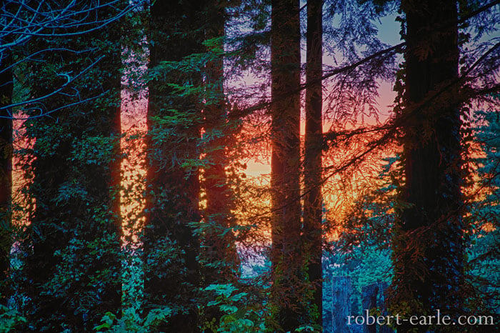 Robert Earle's 'Sunset Through The Redwoods', honorable mention in the 2013 Know Wonder Photo Contest.