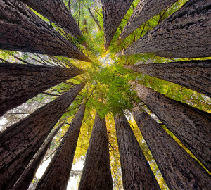 Sean O'Gara's 'Redwood Cathedral', honorable mention in the 2013 Know Wonder Photo Contest.