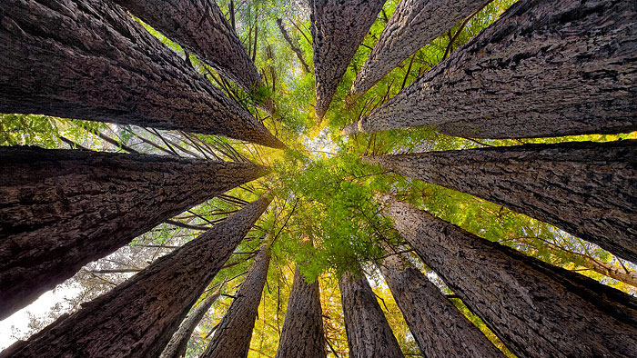 Sean O'Gara's Redwood Cathedral