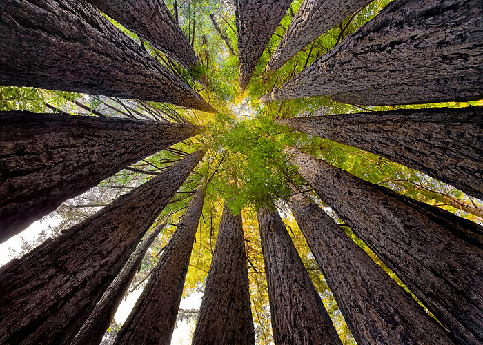 Sean O'Gara's 'Redwood Cathedral', honorable mention in the 2013 Know Wonder Photo Contest.