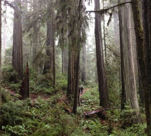 The three of us trekked through wild, wet Jed Smith Redwoods