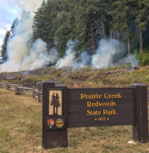 Adjacent to the entrance at Prairie Creek Redwood State Park, prescribed fire clears out encroaching conifer seedlings.