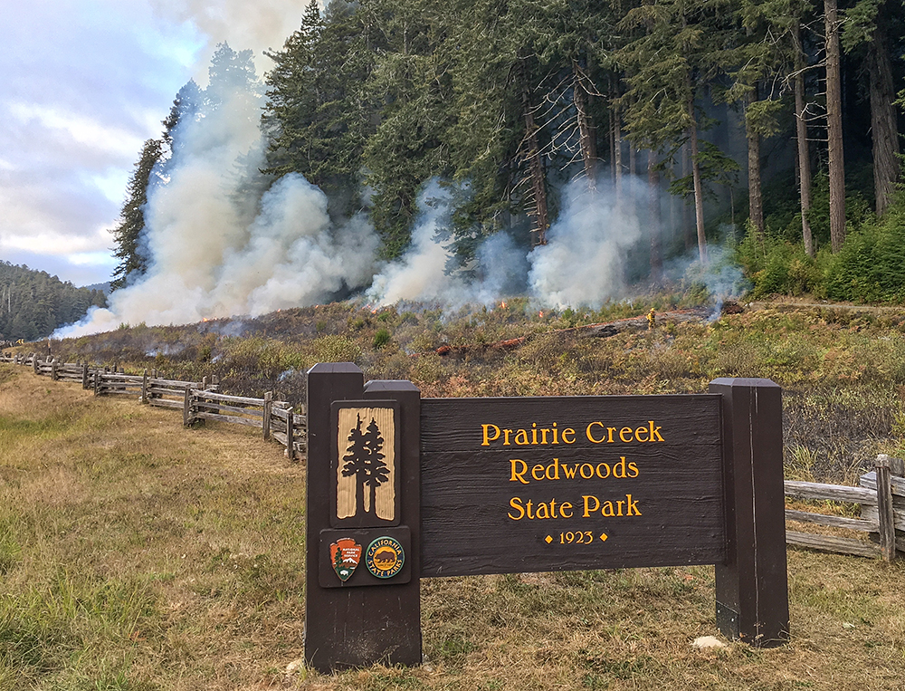 Adjacent to the entrance at Prairie Creek Redwood State Park, prescribed fire clears out encroaching conifer seedlings.