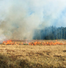 Interagency crews on the firing team use drip torches to light fire along the edge of the burn perimeter and engine crews follow behind establishing a wet line by dousing the fire’s edge. On the opposite side of Boyes Prairie, crews duplicate the process and the heat generated from the two fires draws the flame fronts into one another, controlling fire spread.