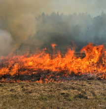 The flame front safely picks up heat to consume most vegetation. It is often desired to prescribe a higher intensity fire to reduce fuel loading.