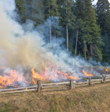 A firefighter protects a park sign and supporting crews contain the fire within a narrow strip under an old growth canopy on the edge of the prairie.