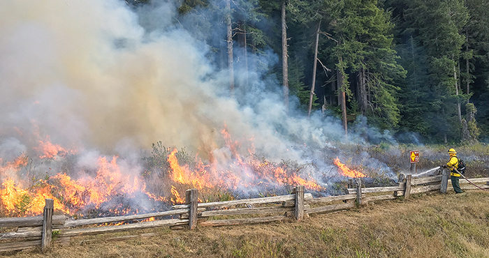 A firefighter protects a park sign and supporting crews contain the fire within a narrow strip under an old growth canopy on the edge of the prairie.