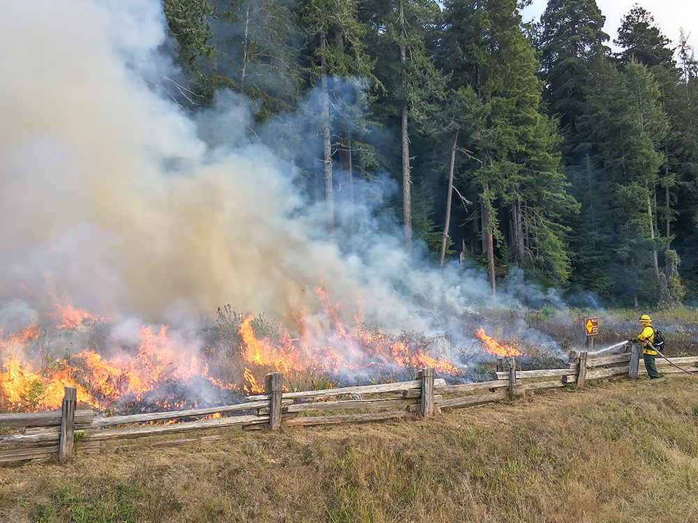 A firefighter protects a park sign and supporting crews contain the fire within a narrow strip under an old growth canopy on the edge of the prairie.