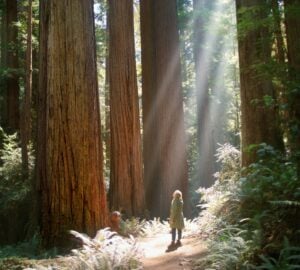 Beams of light illuminate a woman standing on a trail in the forest, looking at several huge redwoods