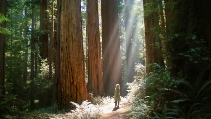 Beams of light illuminate a woman standing on a trail in the forest, looking at several huge redwoods