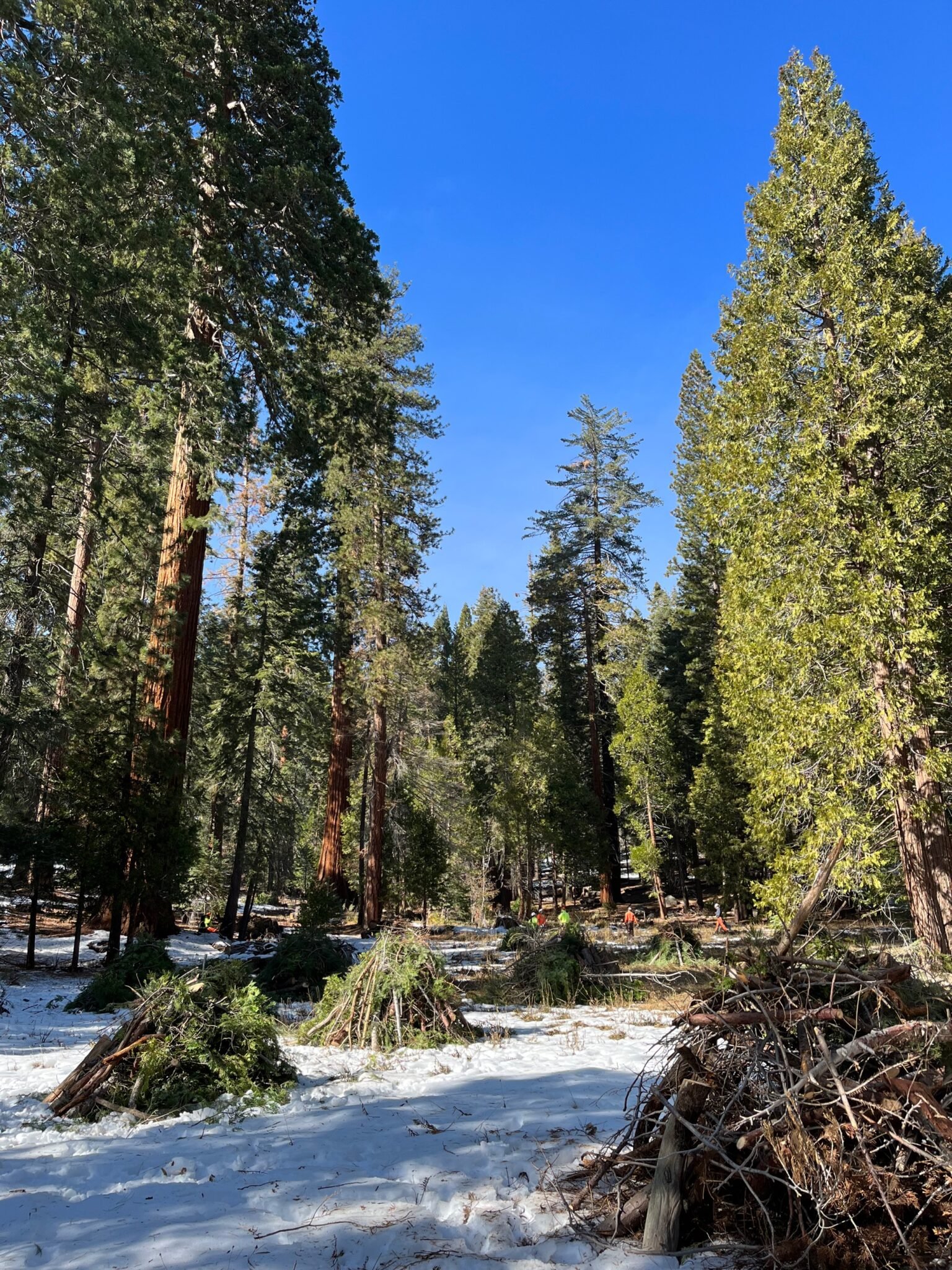 Forest restoration crews remove and pile fuels in Long Meadow Grove in Giant Sequoia National Monument. Photo by Save the Redwoods League