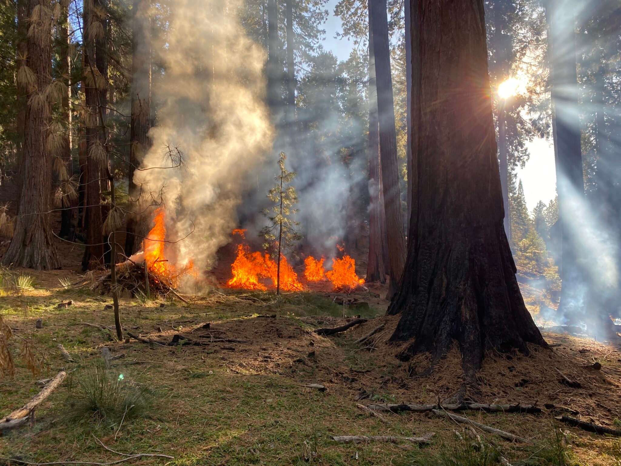 Pile burning in Whitaker’s Research Forest within Redwood Mountain Grove. Photo by Rob York, University of California, Berkeley