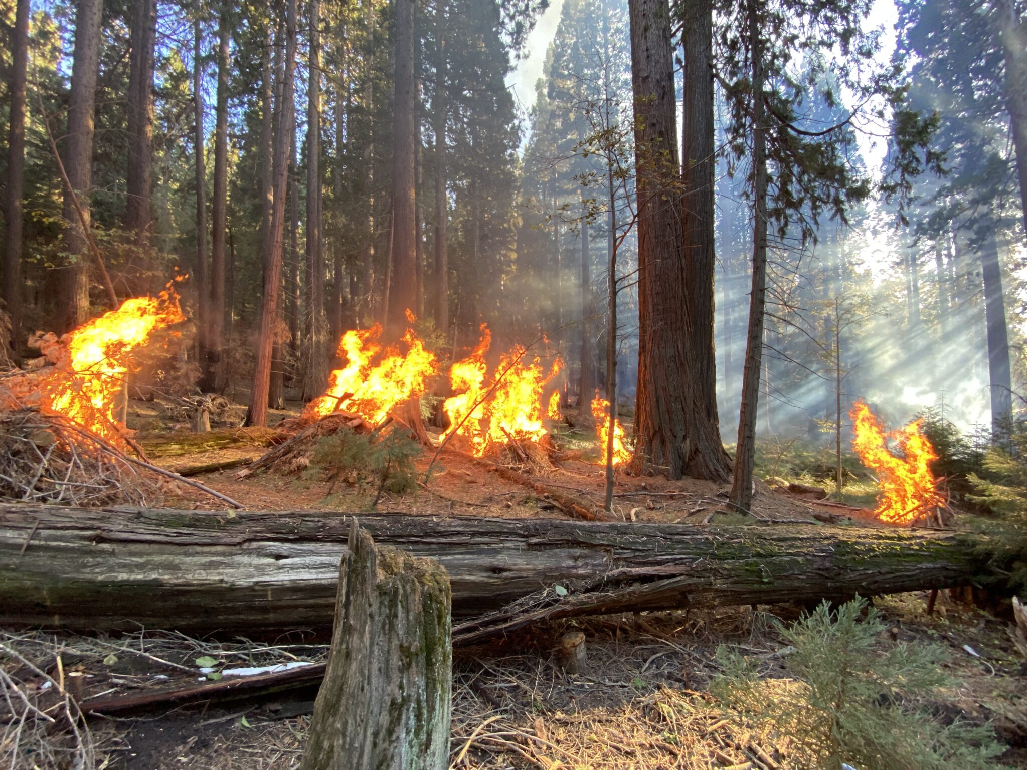 Pile burning in Whitaker’s Research Forest within Redwood Mountain Grove. Photo by Rob York, University of California, Berkeley