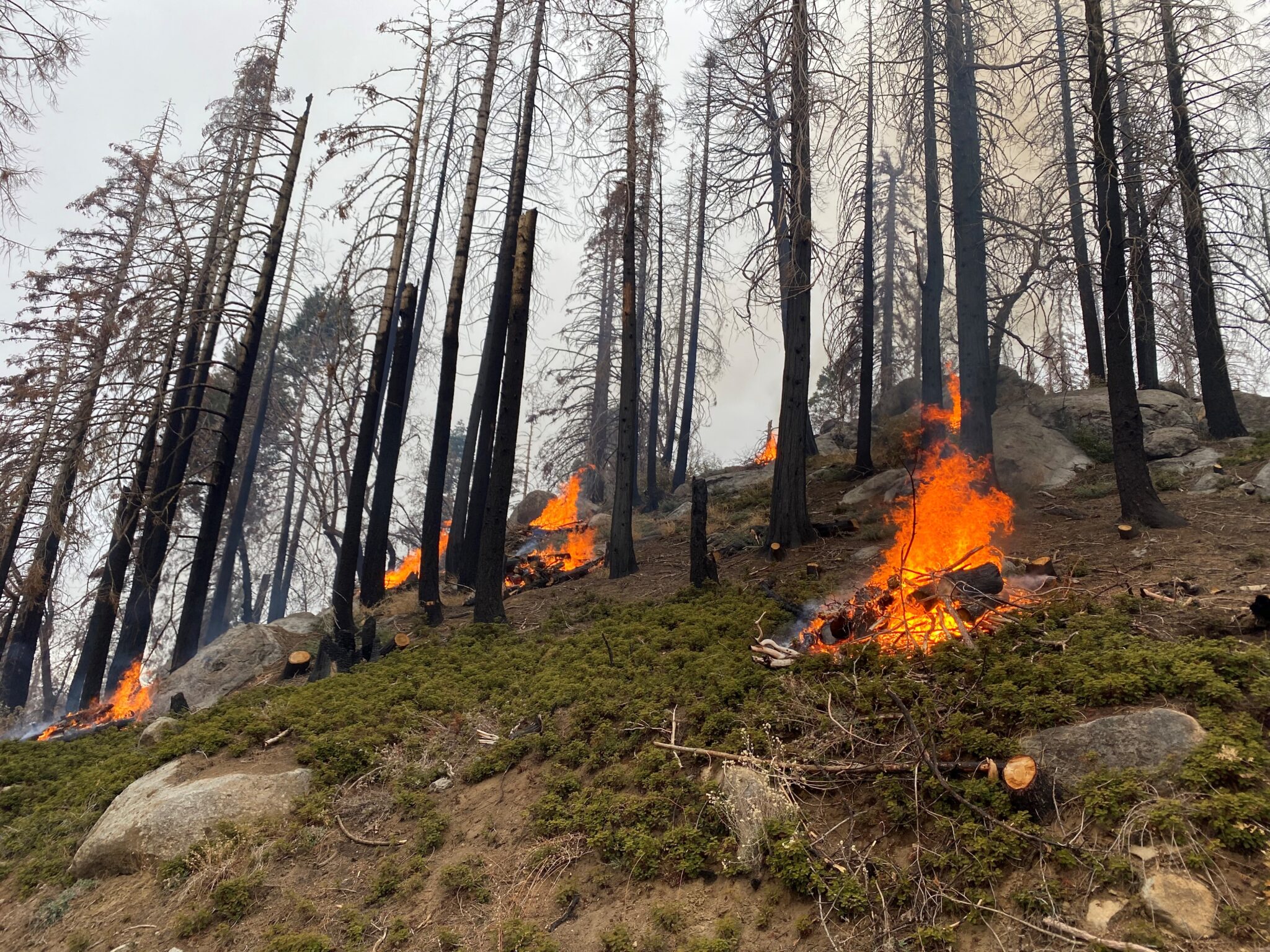 Pile burning at Alder Creek Grove in 2022 to reduce fuel, part of a larger project to restore areas that were impacted by the SQF Complex fires. Photo by Noam Knopf-Boyer, FRST Corp, courtesy of Save the Redwoods League