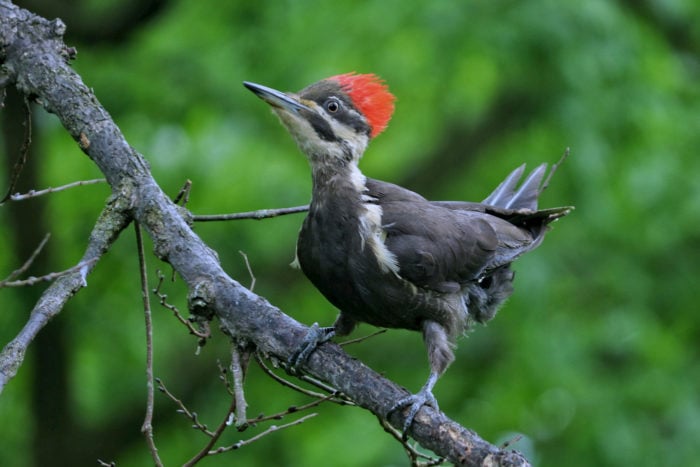 Pileated woodpecker. Photo by Mark Moschell.