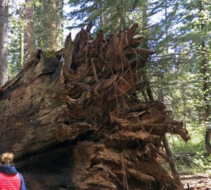 The fallen Pioneer Cabin Tree. Photo by Save the Redwoods League