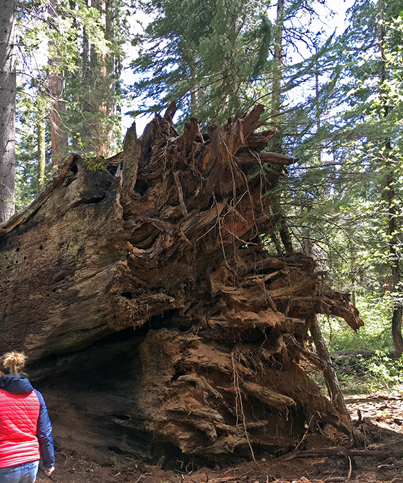 The fallen Pioneer Cabin Tree. Photo by Save the Redwoods League