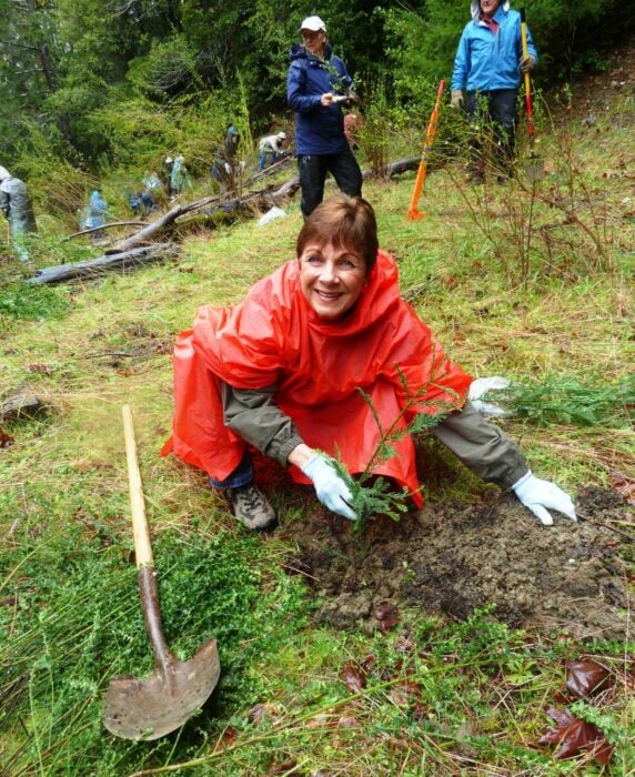 a woman wearing a red rain poncho smiles as she prepares to plant a redwood sapling