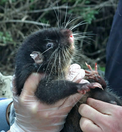 Point Arena Mountain Beaver