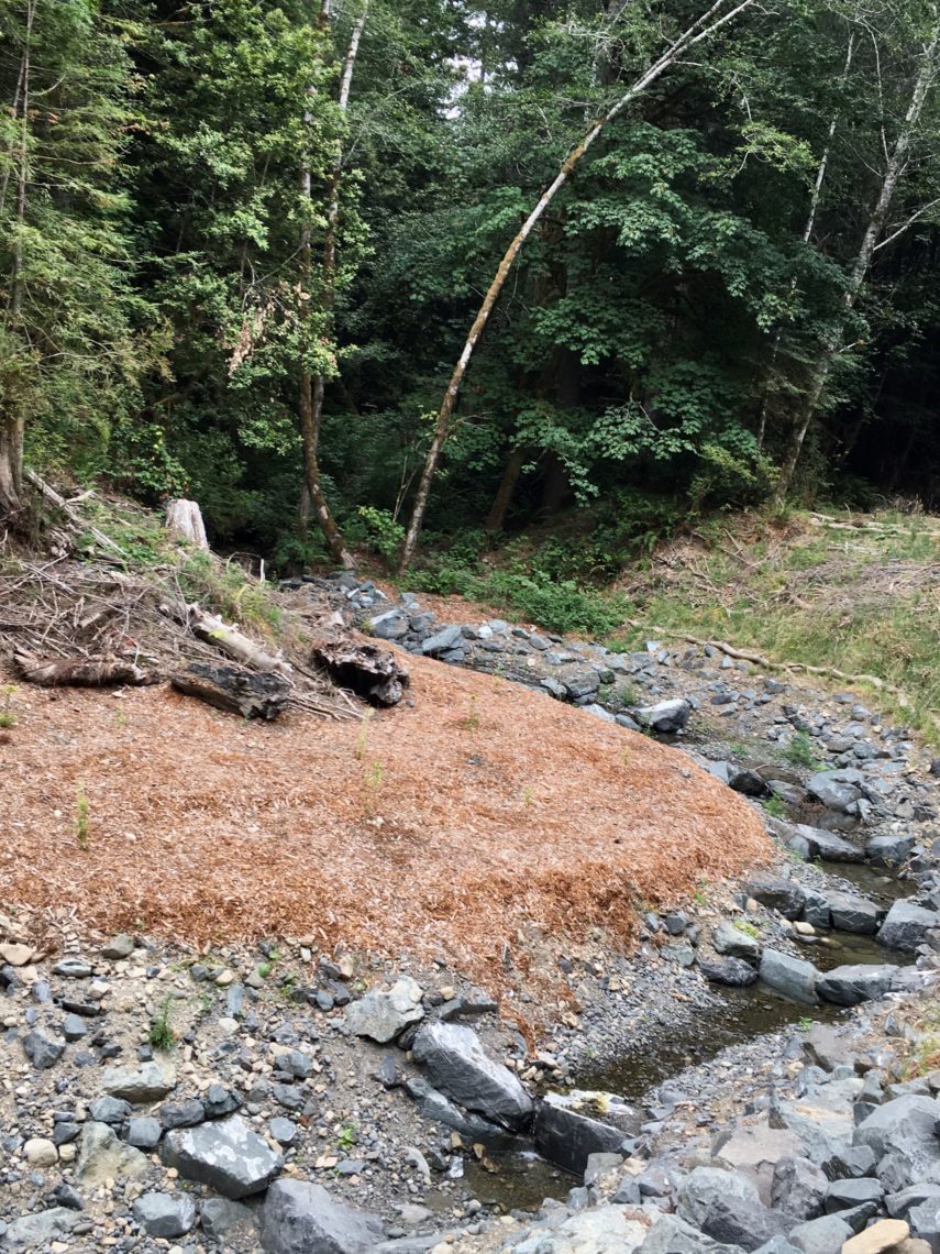 A stream with large rocks in it and surrounded by trees